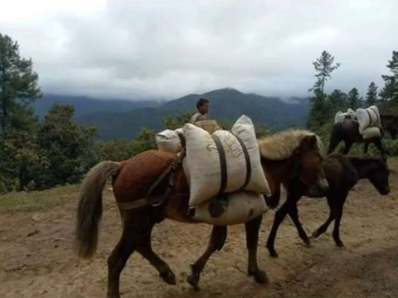 Pack animals along a mountain road